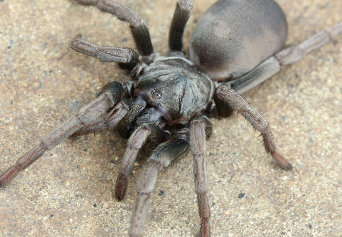 False Tarantula 